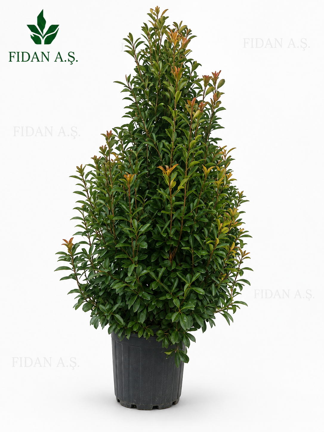 Photinia Fraseri Red Robin  Pyramidalis
